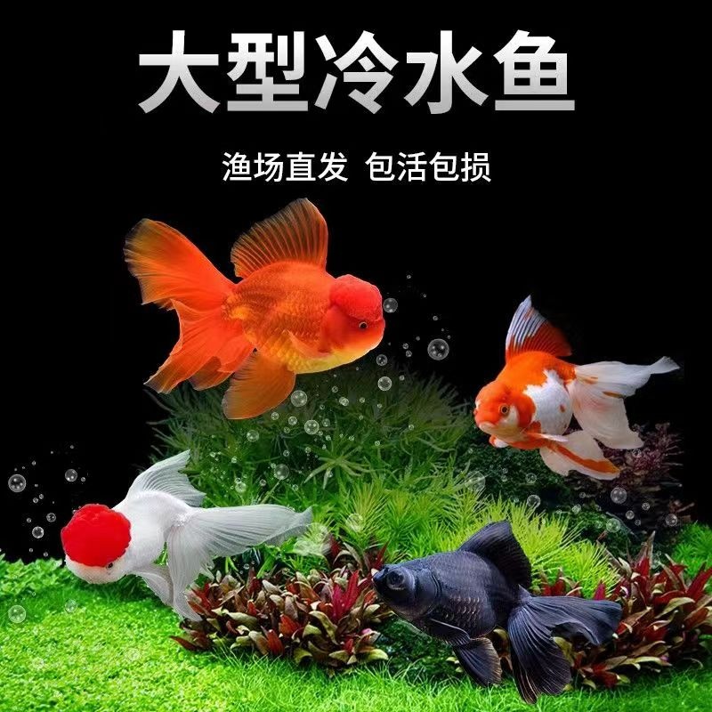 冷水观赏鱼大眼睛鱼大头金鱼包活便宜懒人好养耐活鸿运当头红狮