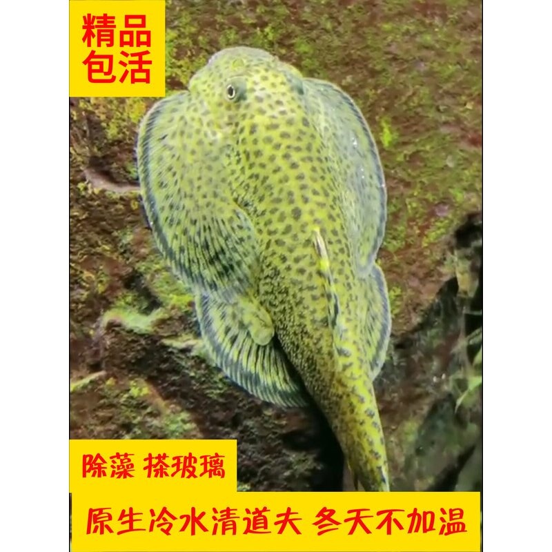 贵州爬岩鳅清道夫垃圾鱼双吸盘冷水观赏鱼缸清洁鱼搽玻璃除藻吃粪