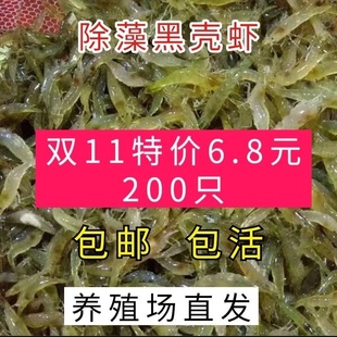 黑壳虾观赏虾工具虾除藻虾乌龟龙鱼活体饲料冷水淡水虾鱼缸草清洁