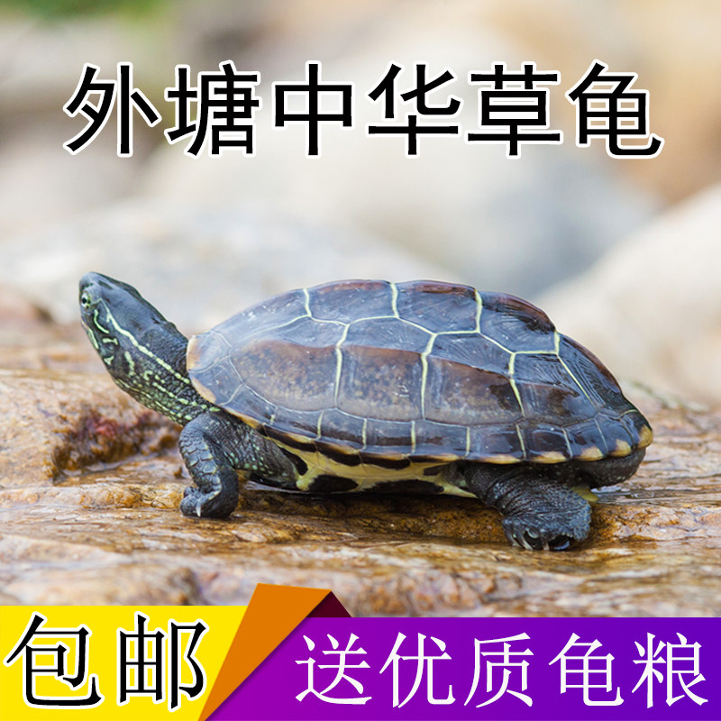 中华草龟 小乌龟活体外塘长寿龟宠物水龟金线龟活物龟墨龟草龟苗