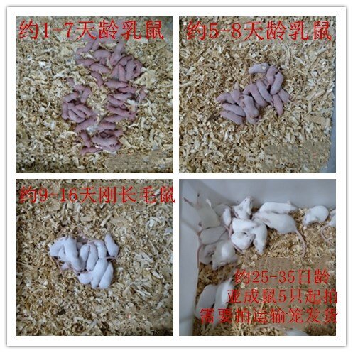 活体乳鼠 白霜 小白鼠亚成体活体宠物饲料/不包活