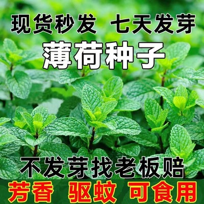 种籽薄荷花下游花卉四季