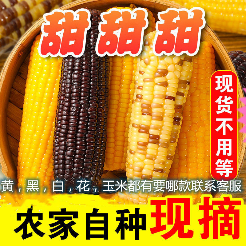 内蒙古甜糯玉米2支装非速冻新鲜真空包装即食粗粮早餐即食糯玉米