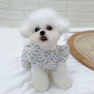 立耳白色茶杯犬价格 立耳白色茶杯犬图片 星期三