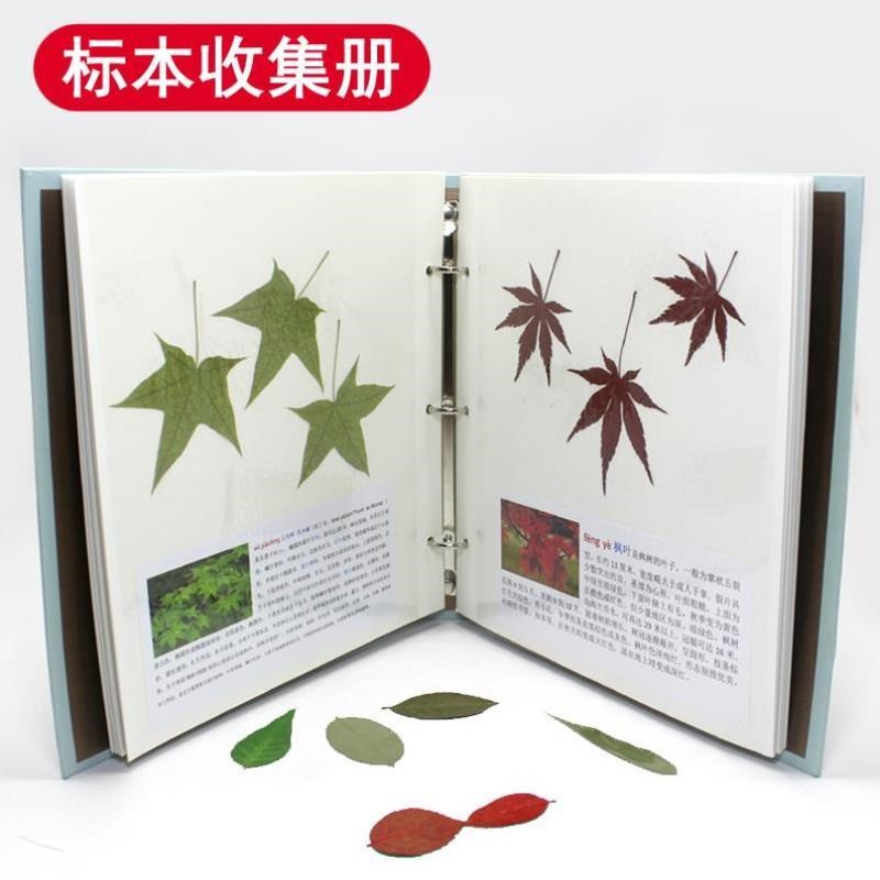 现货树叶标本册收集册自粘贴式覆膜干花压花材料植物DIY相册收藏