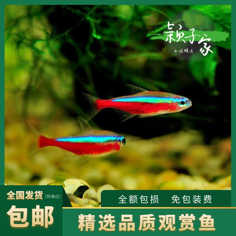 速发【宝莲灯】灯科带淡水观赏热鱼鱼水缸草群游包活现货