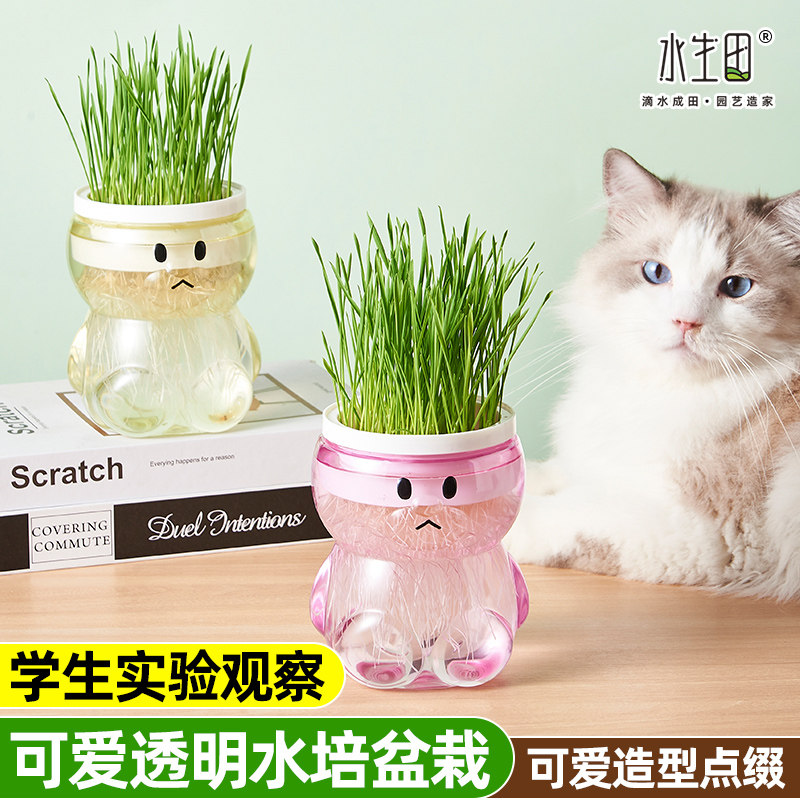 速发儿童种植迷你小盆栽植物种植观察桌面猫草家意室内创庭好养水