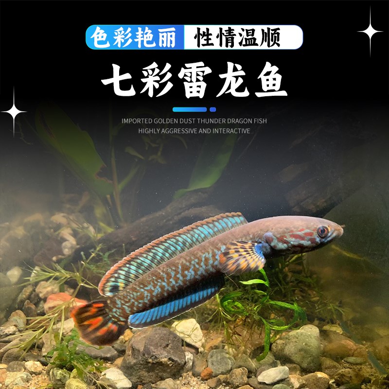 速发七彩雷龙鱼巧克力活龙 小型鱼龙包雷 肉食性猛雷热带鱼