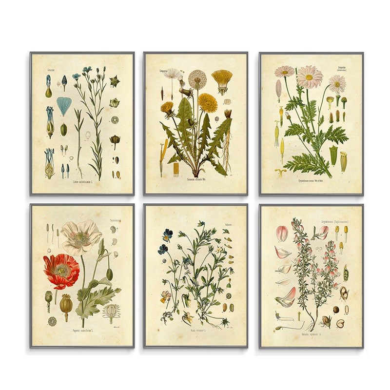 速发复古风格家居装饰画 花朵植物图鉴 客厅卧室框帆布挂画六件