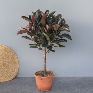 速发树黑金大刚型室内盆栽棒植办公室棒绿糖造型净化空气好养易活