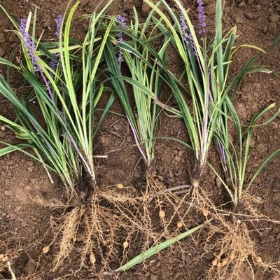 现货多年生宿根地被植物金边麦冬草苗子耐寒园林绿化苗低矮易活耐