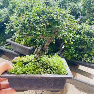 速发掌上矮桩小叶福建茶矮霸花壮铁包金桩艺老根盆景开粗结果四季