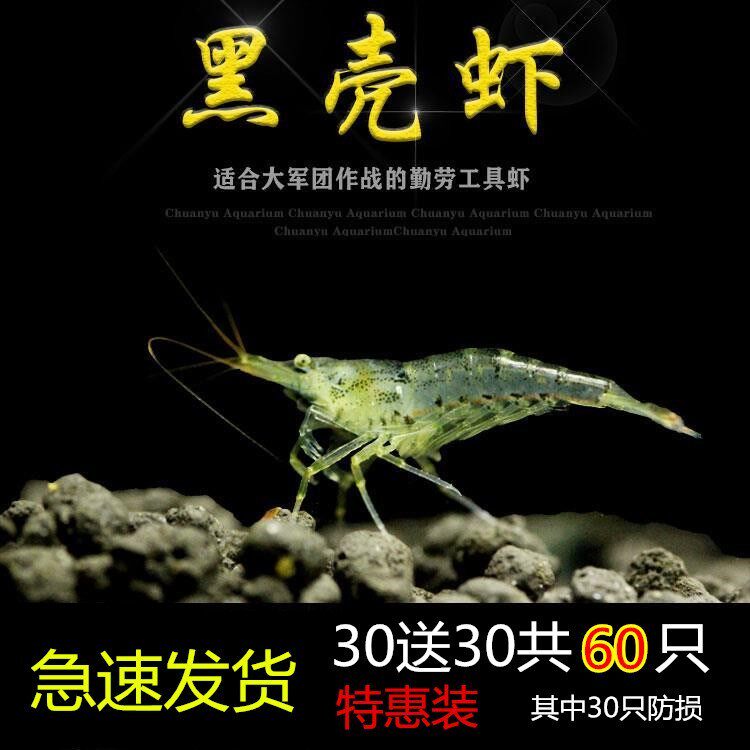 速发黑壳虾小缸清洁虾乌龟饲料除藻虾观赏虾工具虾草缸水族箱鱼缸
