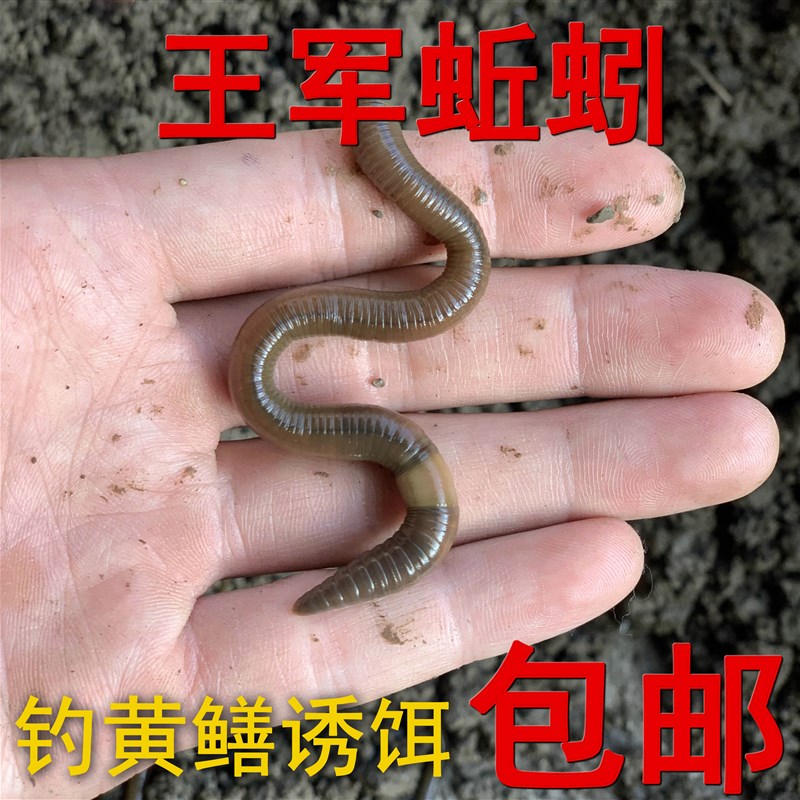 速发黑蚯蚓活体青蚯蚓鲜活臭蚯蚓黄鳝特大紫蚯蚓松土大蚯蚯地龙活