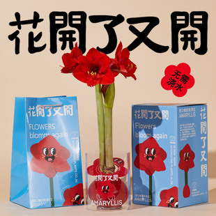 【奇趣植物】花开了又开荷兰进口蜡封朱顶红大球懒人无需浇水礼装