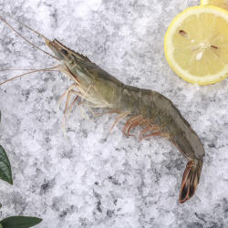 新鲜大虾鲜活超大基围虾海虾大青虾海鲜水产冷冻鲜对虾鲜活连云港