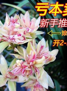 兰花苗四季建兰富山奇蝶奇花浓香夏带花室内桌面好养绿植花卉盆栽