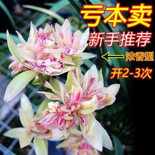 兰花苗四季 建兰富山奇蝶奇花浓香夏带花室内桌面好养绿植花卉盆栽