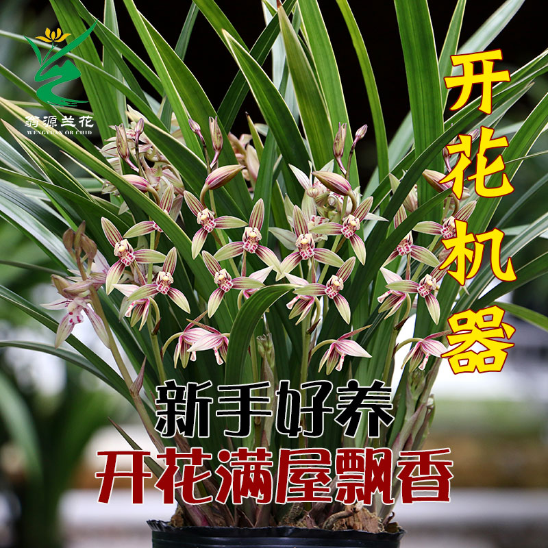 翁源兰花四季建兰七彩丹霞带花香