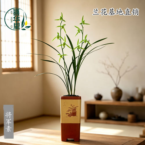 翁源兰花老种浓香将军素带花好养
