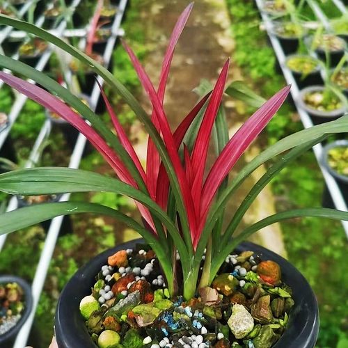 四季建兰红草红荷浓香型好养花卉