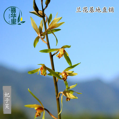 喜华里老种九华蕙兰浓香带花