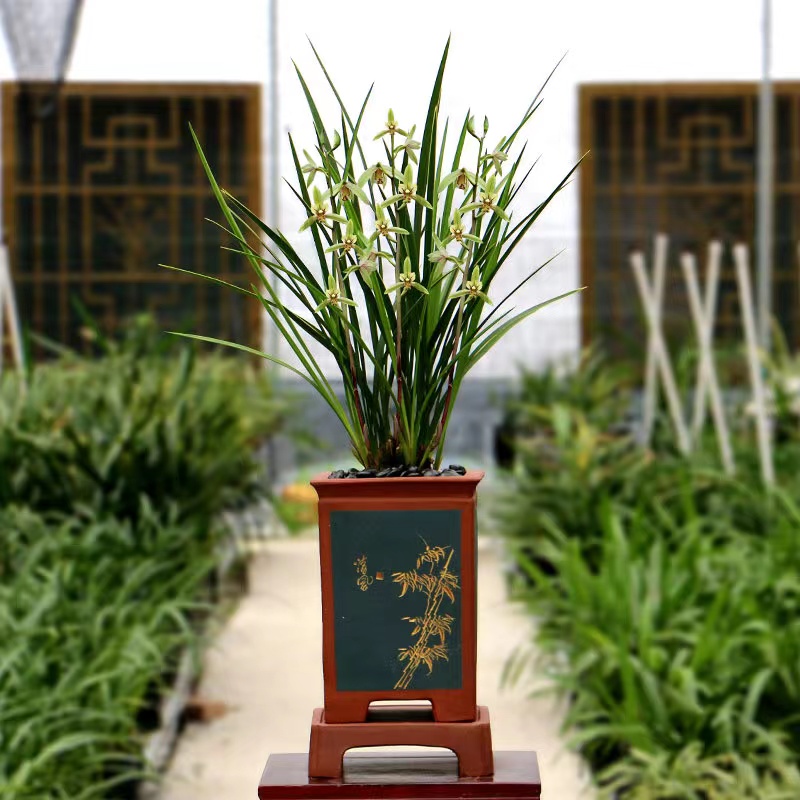 喜花里四季建兰金边金针好养室内