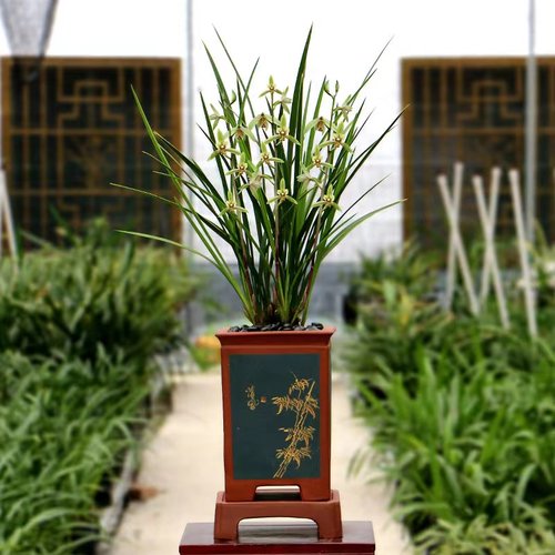 喜花里四季建兰金边金针好养室内