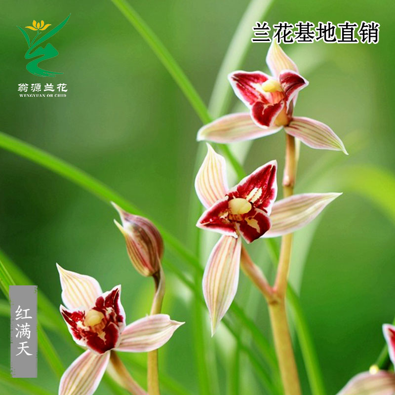 老种春兰彩花精品莲瓣兰红满天香