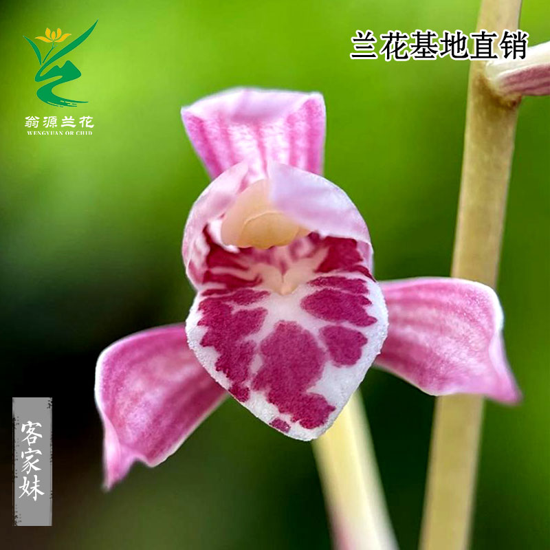 喜花里兰业四季建兰红花客家妹