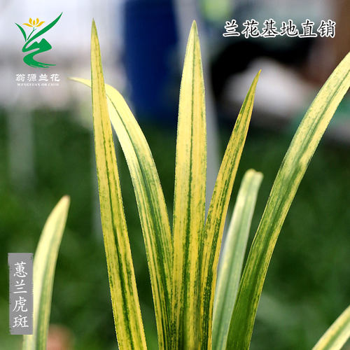 九华蕙兰虎斑好养浓香