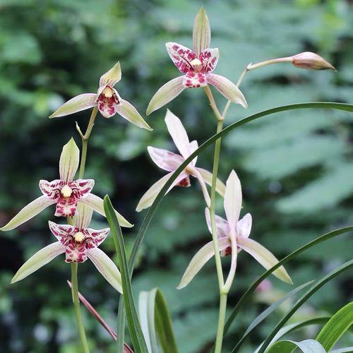 四季建兰宝岛仙女好养浓香型兰花