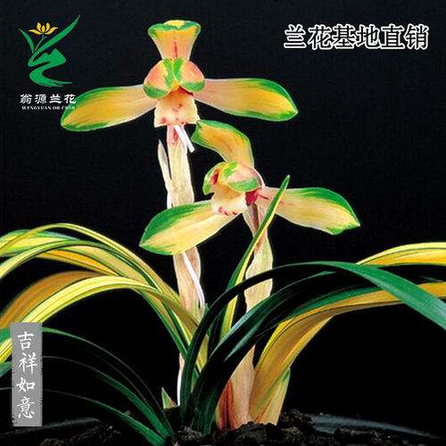 翁源兰花春兰中透桌面兰吉祥如意