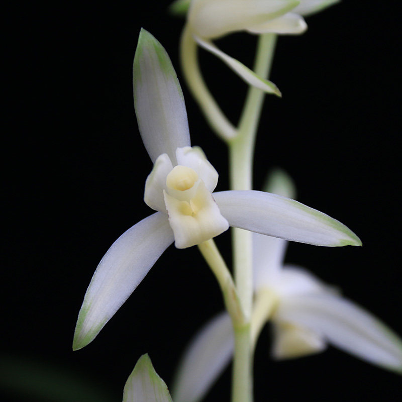 四季建兰青山玉泉带花好养浓香