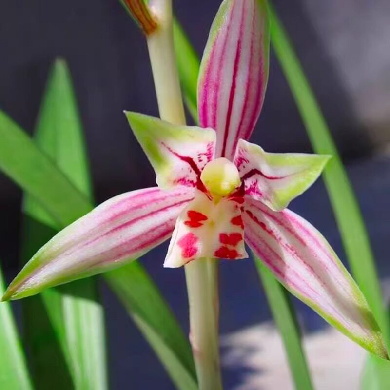 翁源兰花四季建兰绿鸟嘴香妃好养