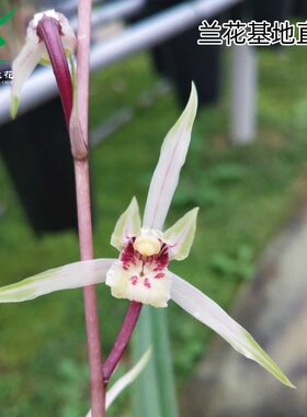 翁源兰花寒兰杨贵妃浓香带花好养