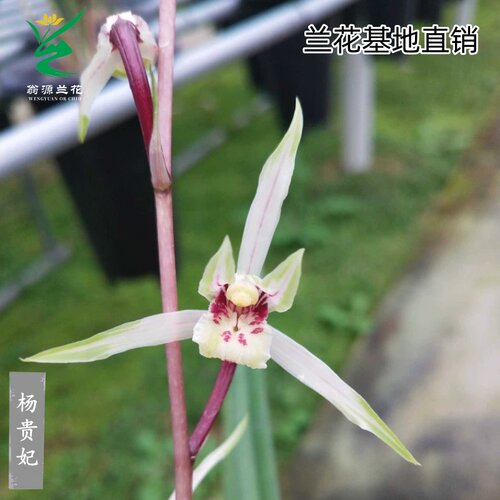 翁源兰花寒兰杨贵妃浓香带花好养
