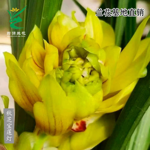 精品正品套叶兰秋芝宝莲灯奇花香