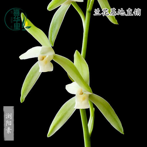 翁源兰花建兰浏阳素带花浓香好养