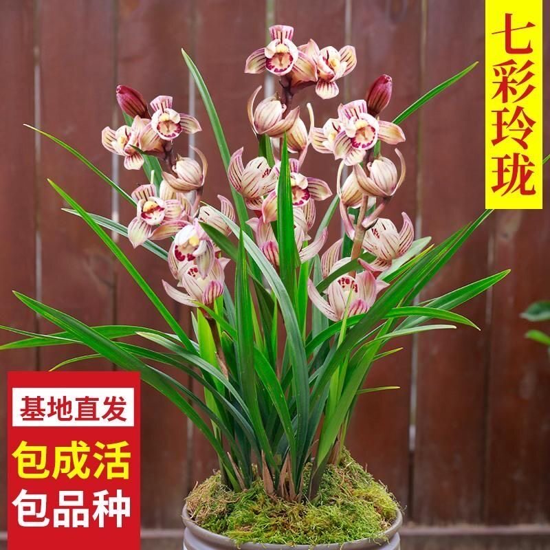 【团购】喜花里金荷四季建兰七彩玲珑荷瓣浓香室内好易养绿植盆栽,鲜花速递/花卉仿真/绿植园艺,国兰/杂交兰/洋兰类,淘宝优惠券,粉丝福利购,淘宝优惠卷