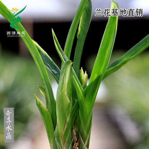 翁源兰花墨兰老种奇异水晶带花香