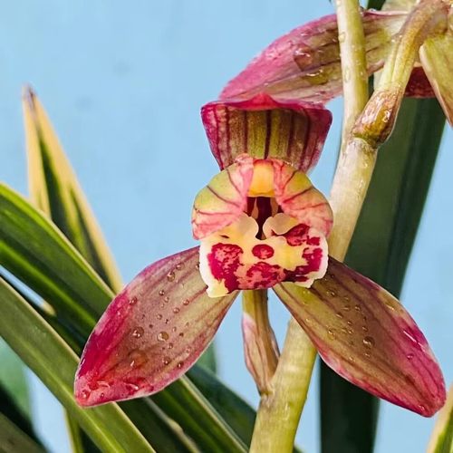 墨兰虎斑富贵红荷浓香好养兰花苗