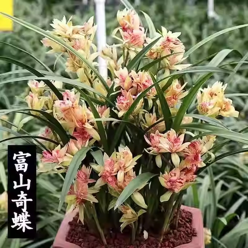 翁源兰花四季建兰富山奇蝶浓香型