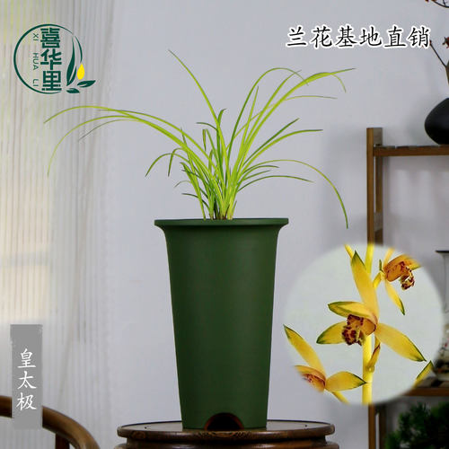 翁源兰花九华蕙兰老种皇太极带花