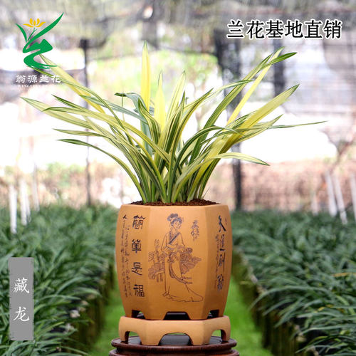 金奖墨兰藏龙高端艺草花艺双全香