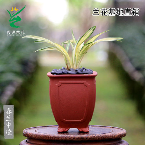 正品矮种春兰中透高艺当年开花苗