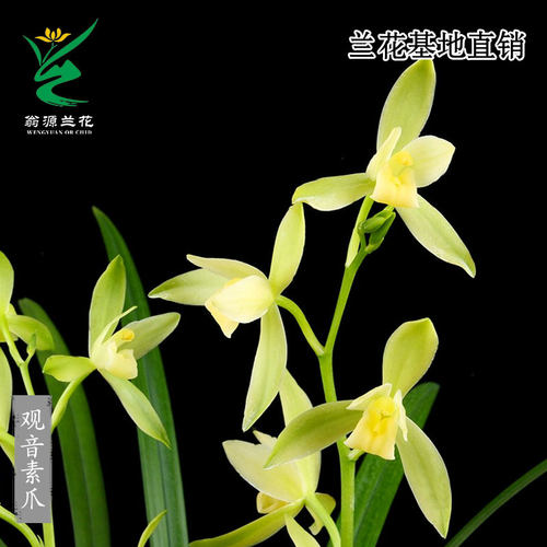 四季建兰金边观音素爪带花浓香型