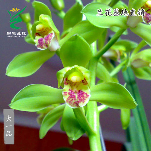 喜花里九华蕙兰老种带花浓香