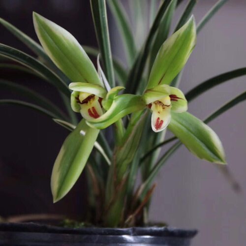 春兰矮种金边皎月开花浓香型好养