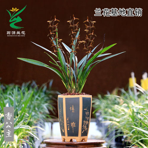 喜花里兰花墨兰老种小香公主浓香